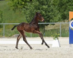 jumper Bucaria (German Sport Horse, 2017, from S.I.E.C. Bachelor)