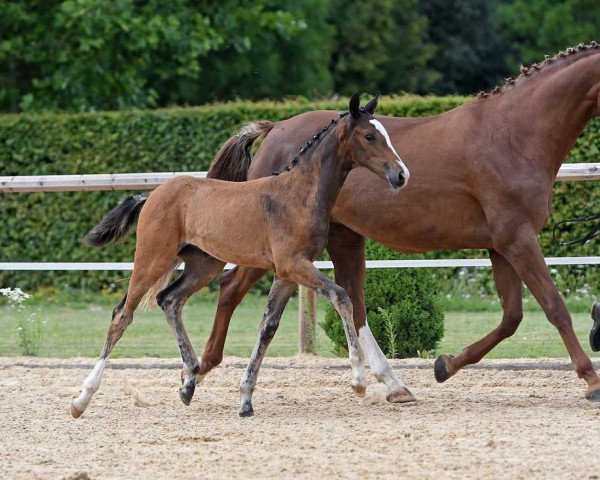 horse Stute von Le Vivaldi / Don Diamond (Bavarian, 2017, from Le Vivaldi)