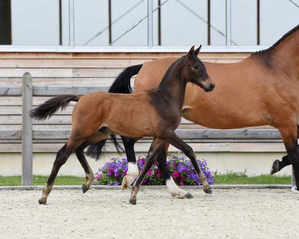 Cavallo Hengst von Adzaro de l'Abbaye / Araconit (Bayer, 2017, di Adzaro de l'Abbaye)