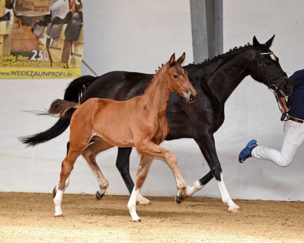 horse Rock'n Girl (German Sport Horse, 2017, from Borsalino)