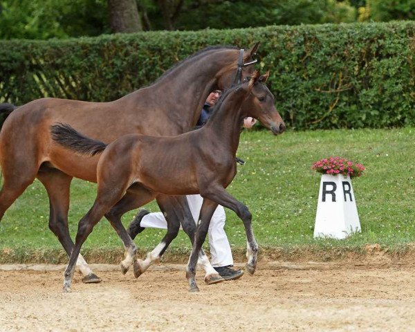 horse Stute von Zackman M / Fürst Scheurenhof (Bavarian, 2017, from Zackman M)