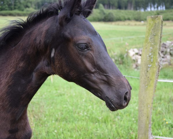 horse Donna-Florentina (Westphalian, 2017, from Don Nobless)