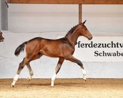 Pferd Buckingham's Baltimore (Bayer, 2017, von Buckingham)