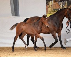 Caballo de salto Ria 150 (Caballo de Deporte Alemán, 2017, de Naldo 29)