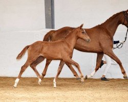 horse Happy Bee 3 (German Sport Horse, 2017, from Escolar)