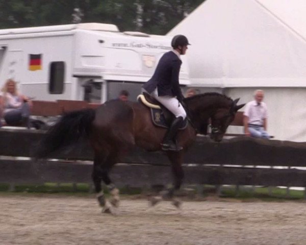 Springpferd Little John (Oldenburger Springpferd, 2011, von Balou du Rouet)