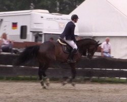 jumper Little John (Oldenburg show jumper, 2011, from Balou du Rouet)