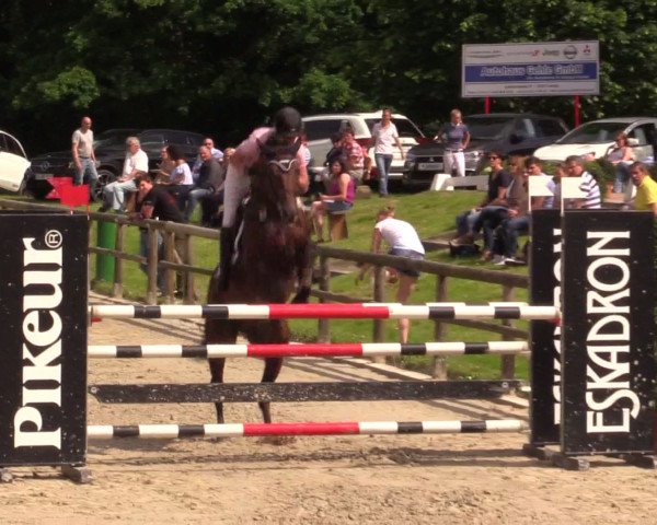 stallion Couture (Oldenburg show jumper, 2011, from Conthargos)