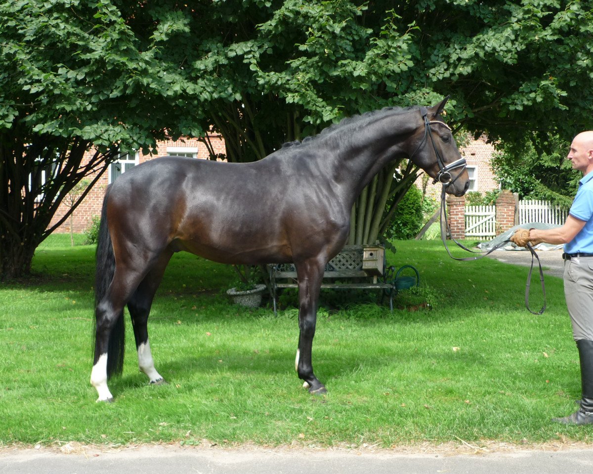 horse Wallach von Dancing World/Rotspon (Hanoverian, 2014, from Dancing World)