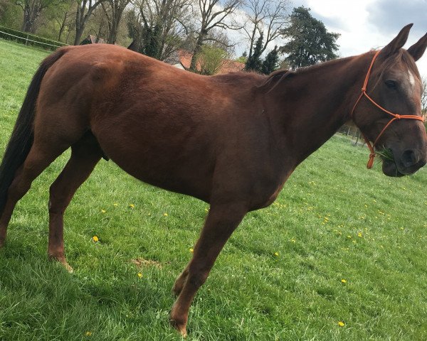 Pferd Pfefferminzprinz (Traber, 2008, von Pink Diamond (DE))