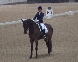 dressage horse Rather Be Big L (Oldenburg, 2011, from Blue Hors Romanov)