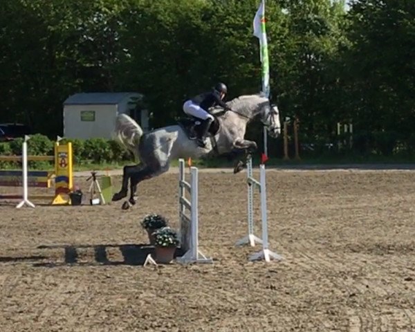 jumper Quatro 12 (Holsteiner, 2005, from Quinar)