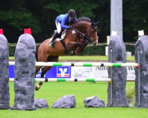 jumper Campari 295 (Oldenburg show jumper, 2009, from Casiro I)