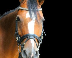 jumper Coco Chanel 241 (German Riding Pony, 2010, from Cheval de Luxe)