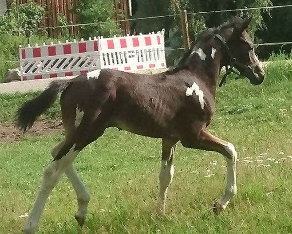 Pferd Schmuckstück RW (Deutsches Sportpferd, 2017, von Semper)