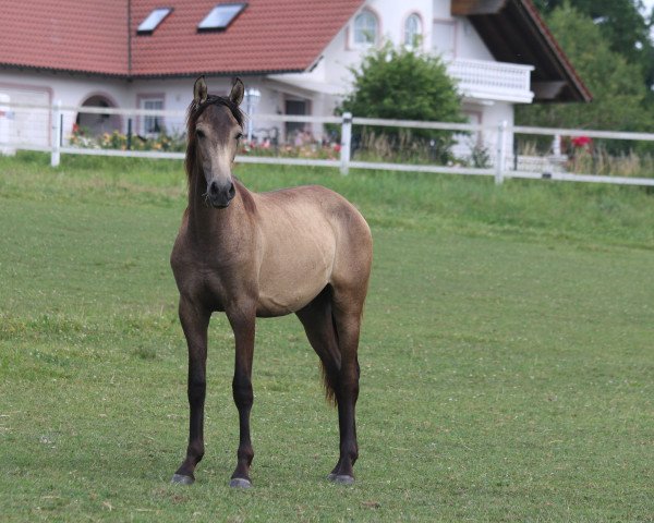 horse Hidalgo (Pura Raza Espanola (PRE), 2016, from Peladilla IV)