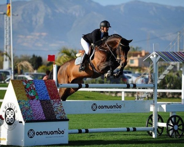jumper Sterrehof's Cayetano Z (Zangersheide riding horse, 2004, from Caretano Z)