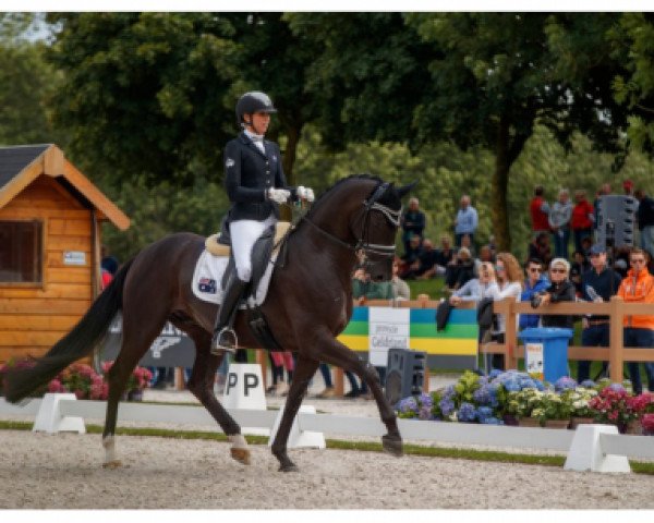 dressage horse Feodoro (Hanoverian, 2011, from Fürstenball)
