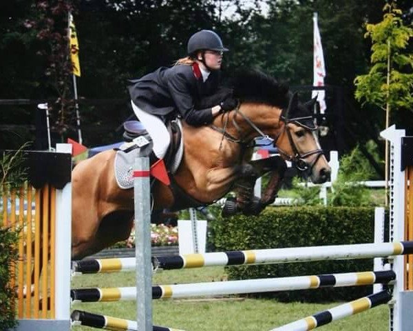 Deckhengst Orchid's Cestanii (Nederlands Rijpaarden en Pony, 1995, von Kantje's Carlando) Deckhengst Orchid's Cestanii (Nederlands Rijpaarden en Pony, 1995, von Kantje's Carlando)
