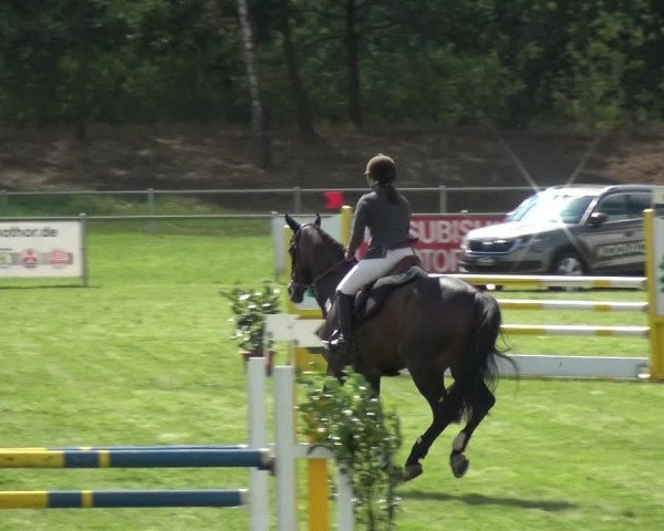 Reitturnier Gardelegen 2018