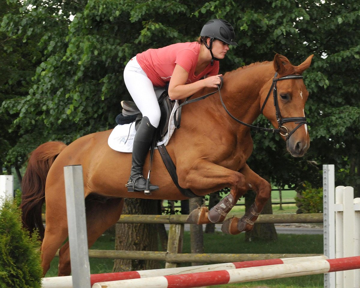 Pferd Wallach von Codex One/Raphael (Westfale, 2013, von Codex One)