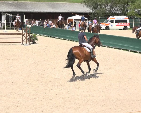 Concours Hippique Zuoz 2018