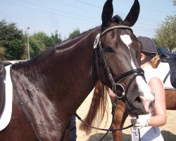 dressage horse Frederiko 3 (Westphalian, 2010, from Fifty Cent)