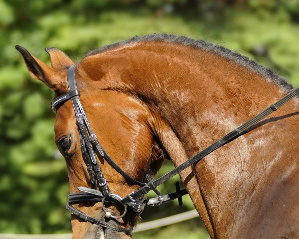 broodmare Romantica (Oldenburg, 2000, from Royal Dance)