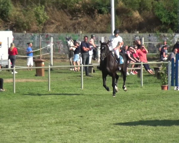 Reitturnier Gardelegen 2018