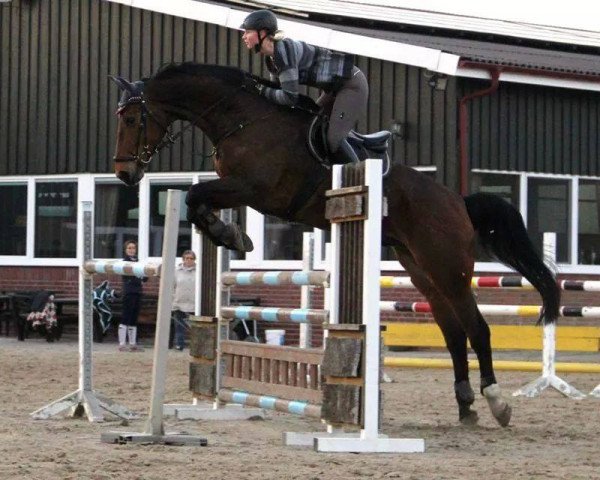 Springpferd Wymingo (Hannoveraner, 2002, von White Star)