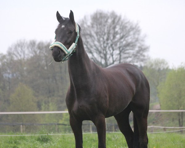 dressage horse Sam Sally 3 (Oldenburg, 2013, from Susu's Boy)