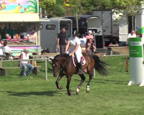 Reitturnier Gardelegen 2018