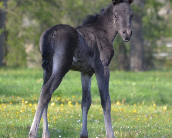 horse AE Egyptian Zaaim (Arabian purebred, 2017, from Zarife El Mansour)