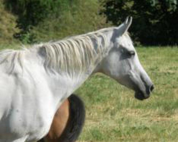 broodmare Flaxman's Kateefa (Arabian purebred, 1990, from Mubark ox)