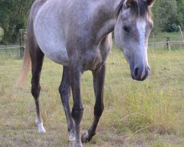broodmare DSA Mayla (Arabian purebred, 2014, from Mahmudi EAO)