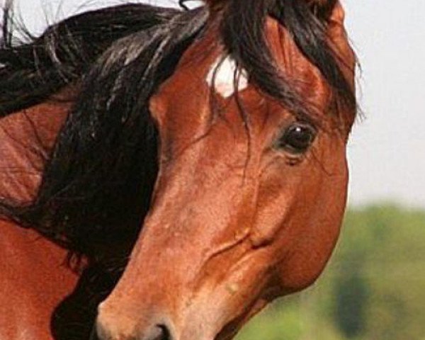 broodmare Nadeemah Bint Nashitu EAO (Arabian purebred, 2001, from Ansata Amir Zaman EAO)