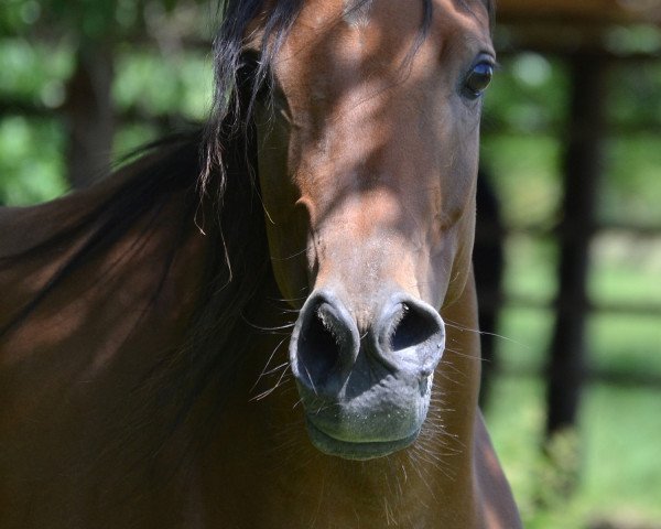broodmare AE Egyptian Nawaal EAO (Arabian purebred, 2011, from AE Haalim Jamil EAO)