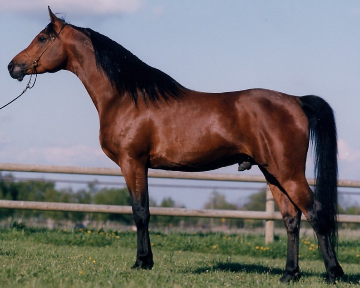 stallion Nile Prince EAO (Arabian purebred, 1987, from Kasr El Nil 1971 EAO)