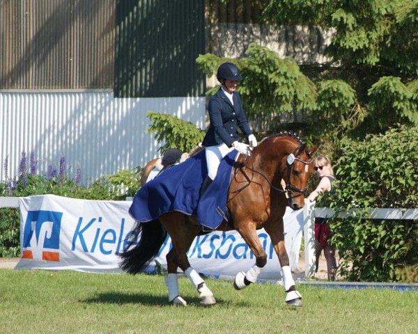 dressage horse Nicolai 44 (Freiberger, 2007, from Nino F.W. CH)