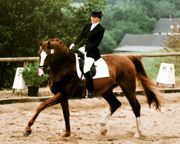 Dressurpferd Mascaron 5 (Rheinländer, 1994, von Mephistopheles)