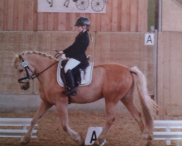 dressage horse Dream Delight (German Riding Pony, 2006, from HET Golden Dream)