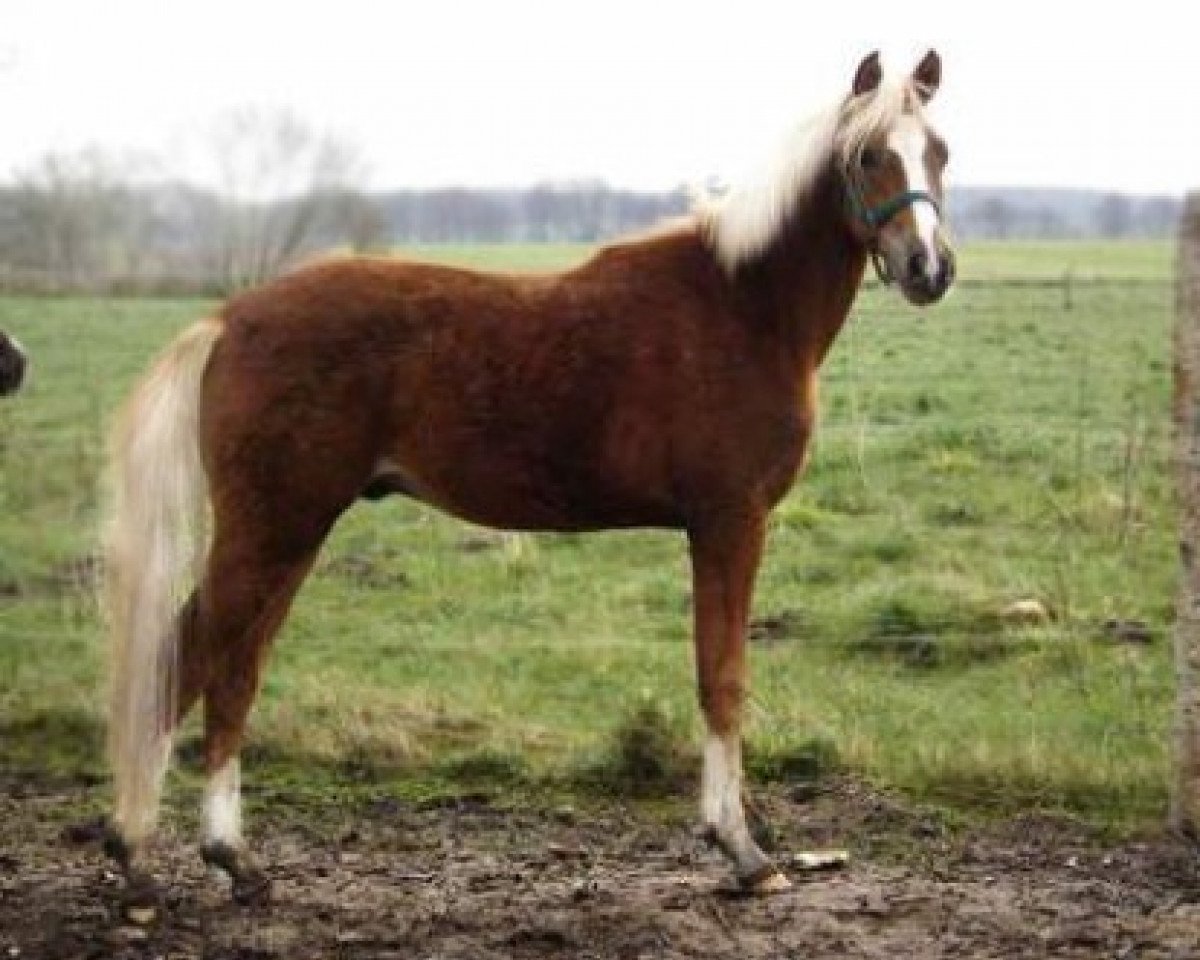 stallion Jon Doe (Arabian,  )