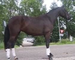 dressage horse Emira Diamant (KWPN (Royal Dutch Sporthorse), 2009, from Sorento OLD)