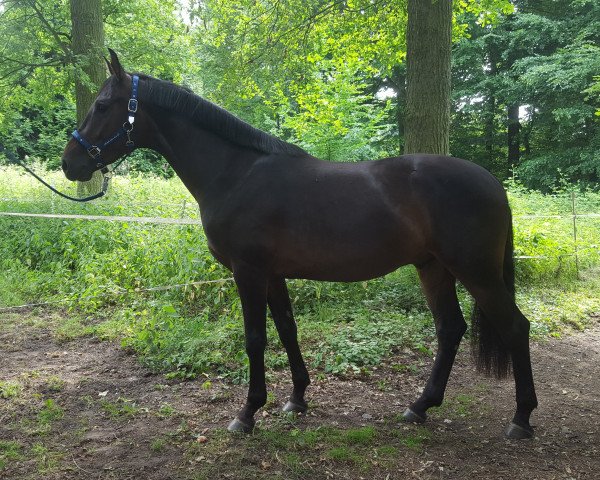Pferd Cantuccini L (Westfale, 2014, von Cachassini)