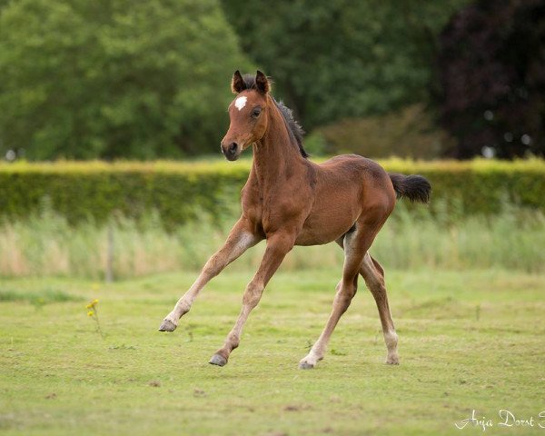 horse mille-fleure (KWPN (Royal Dutch Sporthorse), 2017, from Spielberg)