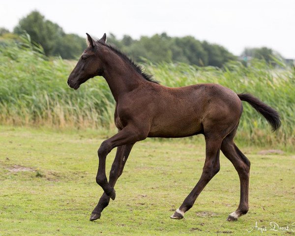 horse mei-fleure (KWPN (Royal Dutch Sporthorse), 2017, from Chapeau TN)