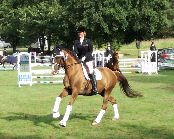 Dressurpferd Elaine 34 (Trakehner, 2007, von Kaiserdom)
