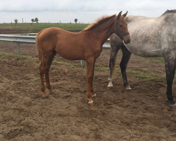 broodmare Vinnypeach (Mecklenburg, 2016, from van Halen Z)