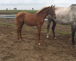 broodmare Vinnypeach (Mecklenburg, 2016, from van Halen Z)