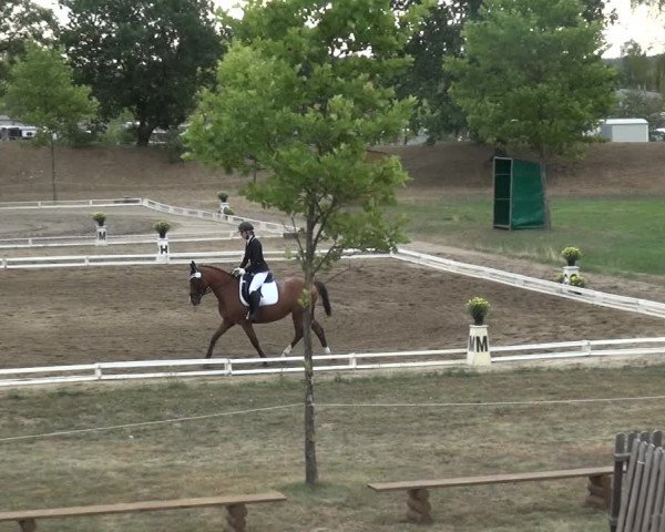 Reitturnier Gardelegen 2018